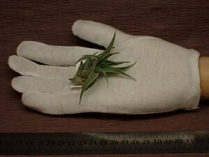 Tillandsia edithae Silver form チランジア・エディシアエ シルバーフォーム 046■エアプランツPF