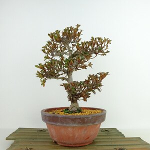 盆栽 皐月 鶴翁 樹高 約22cm さつき Rhododendron indicum サツキ ツツジ科 常緑樹 観賞用 現品