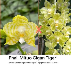 (^。 ^)(431) Phal. Mituo Gigan Tiger 洋蘭