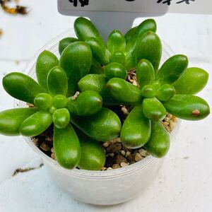 Y74 ルビーティント 多肉植物