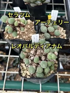 多肉植物 コノフィツム　アーチェリー　セラツム　レオパルディアナム