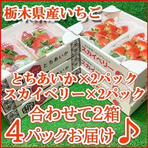 【Good】うれしい2箱4パックセット♪高級いちご 栃木県産『スカイベリー』＆『とちあいか』ご予約