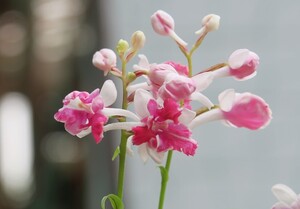 無菌培養球　再出品　ウチョウラン　　朱花３蝶・兜交配　２０球　（イワチドリ　山野草）　