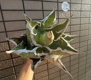 アガベ“OAXACA WILD” ”19cm“ 部分連棘　オアハカ オテロイ　メキシコ　チタノタ チルプラ[Chill__Plants]