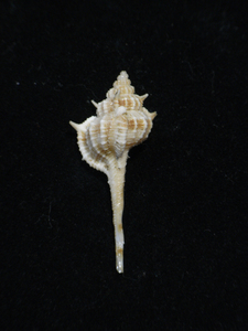 貝の標本 Murex rectirostris 43.1mm.Taiwan