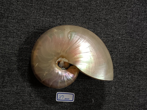 オウムガイ Nautilus pompilius (polished) 87mm