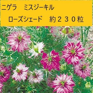 【花の種】ニゲラ　ミスジーキル　ローズシェード　1.25ｍｌ　約２３０粒　４種郵便にて発送