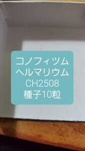 コノフィツム　ヘルマリウム CH2508 種子10粒