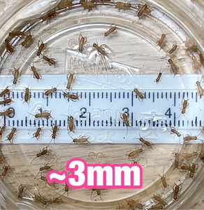 ～リニューアル出品セール中～　ヨーロッパイエコオロギ ピンヘッド(～3mm) 750匹＋リピーター様増量20％＋死着[保証]10%＆死着[補償]あり