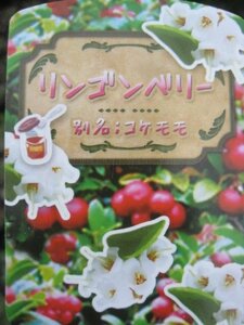 リンゴンベリー苗　話題のスーパーフード　生食　ジャム　ドライフルーツに　耐寒性宿根草 sk