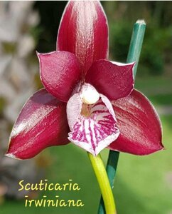 Scuticaria irwiniana 洋蘭 原種