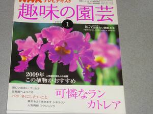 NHK趣味の園芸2009.1カトレア/プリムラ/バラ冬にしたいこと／シネラリア/フクジュソウ/シネラリア