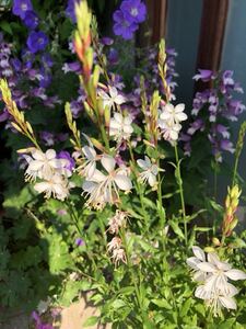 大株！ ガウラ　花色・ホワイト　強健♪ 耐寒耐暑耐寒性強い！　宿根草　多年草　ポットのまま発送で安心です〜！　送料240円 