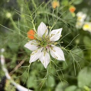 ニゲラの種　白花　ホワイト　秋蒔き　春咲き　クロタネソウ