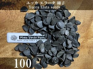 ユッカ エラータ 種子 100粒+α Yucca Elata 100 seeds+α 種