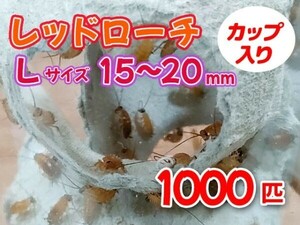 レッドローチ L サイズ 15～20mm 1000匹 カップ入り 生餌 爬虫類 両生類 肉食熱帯魚 小型哺乳類 エサ 活餌 [3417:gopwx2]