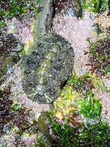 ☆冷凍ヒザラガイ100匹　釣り餌等に…☆サイズ30〜50mm前後　茨城県産