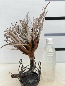 6055 「塊根植物」センナ メリディオナリス 現地畑地植え株 抜き苗【鮮度保証・到着後3日以内の返品OK・Senna meridionalis】