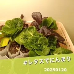 新鮮ミニロメインレタスの苗 ６パック 初めての家庭菜園に 虫食ほぼなし