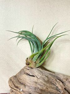 【Frontier Plants】 【現品】チランジア・ビショップジョンフィッシャー　T. Bishop John Fisher (T. seleriana X T. caput-medusae)