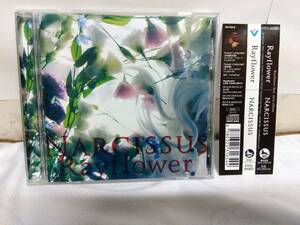 Rayflower Narcissus ヴィジュアル系 レイフラワー SOPHIA L