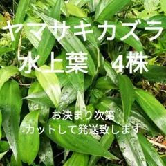 ヤマサキカズラ　水上葉　4株