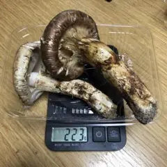 200g  信州産訳あり松茸