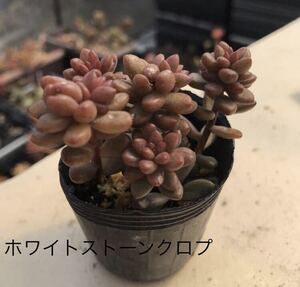 多肉植物 ☆ホワイトストーンクロプ☆葉挿し30ケ