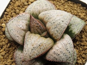 ■[Y001]GM452-TM【多肉植物　Haworthia　ハオルチア　ハオルシア】