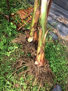 送料込み　島バナナ　小笠原種　苗