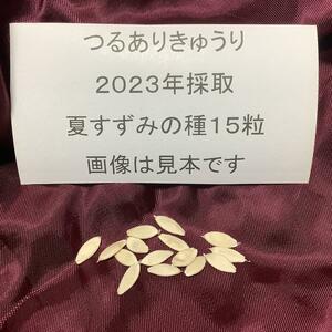 野菜の種 2023年採取 ツルありきゅうり夏すずみの種15粒 他の種との同梱一律84円で発送です