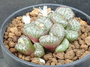 ランベルテンセ　Conophytum obcordellum lambertense　コノフィツム　多肉植物