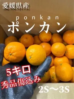 愛媛県産 ポンカン 秀品傷込み5キロ 2S〜3S