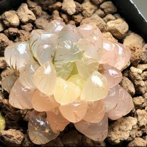 多肉植物　ハオルチア　奈良姫オブツーサ錦　糊斑　ピンク系　超希少品