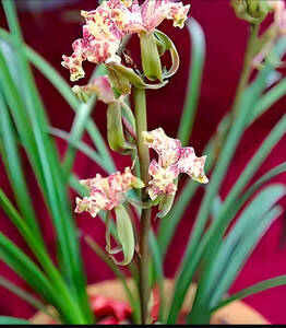 中国 春蘭 一茎九華 一茎九花 東洋ラン 山野草 Г紫砂星」2本 ②