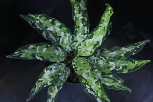 【イベント告知！】LA便！ Aglaonema pictum tricolor Aceh sumatera 【LA0915-03j】 アグラオネマ ホマロメナ ジメジメ系 パルダリウム