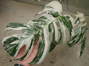 モンステラ ボルシギアナ 白麗斑　切れ込み穴あき葉(Monstera deliciosa var.borsigana albovariegata)