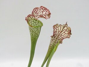 S.leucophylla グッドクローン　HFC　3号【現品限り】サラセニア 食虫植物_16580