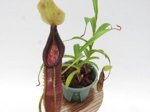 N.singalana BE-3170 2.5号【現品限り】ネペンテス 食虫植物_16856