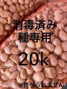 青森県産 福地ホワイト六片 にんにく 種用 中サイズ 20キロ 消毒済み