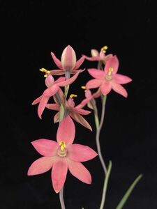 【球根】テリミトラ マクミラニー(Thelymitra macmillanii)