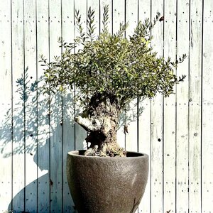 引取限定　スペイン産　オリーブ　古木（推定樹齢８０年以上）ＦＲＰ加工テラコッタ鉢植え（３３８２９０）