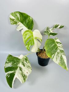 SALE 「08」 100円スタート！MONSTERA ALBO BORSIGIANA VARIEGATA 白斑　モンステラ アルボ ボルシギアナ　斑入り