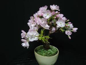 【ビャクシン】旭山桜／アサヒヤマサクラ 花芽いっぱい 極太幹 樹高１４㎝ 小品盆栽 ミニ盆栽 盆栽 桜盆栽 No５４ー６