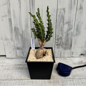 ユーフォルビア・クンチー（Euphorbia knuthii）　5号　② 鉢底から約32cm 11月27日撮影現品　豊中市より出品　同梱発送歓迎