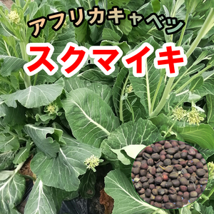 強健で育てやすい　健康野菜　スクマイキ（アフリカキャベツ）種子300粒