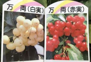 縁起物 白実、赤実 万両 苗木1本づつ