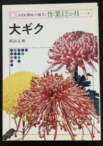 大ギク （ＮＨＫ趣味の園芸・作業１２か月　４）