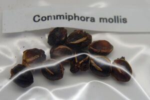 Commiphora mollis コミフォラ モリス　種子 10粒