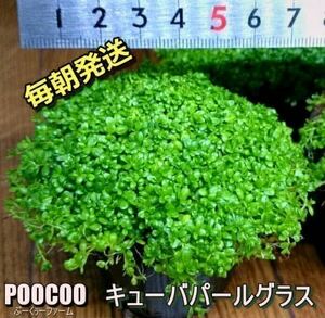 【毎朝発送】キューバパールグラス（6cmポット、水草、前景草、無農薬、スネールなし） No1615